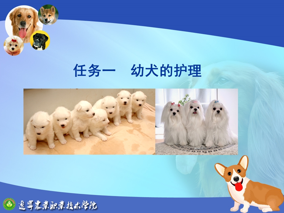 宠物特殊护理教学培训课件.ppt_第3页