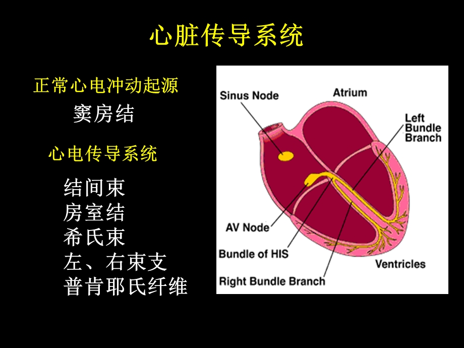 常见心律失常治疗ppt课件.ppt_第3页