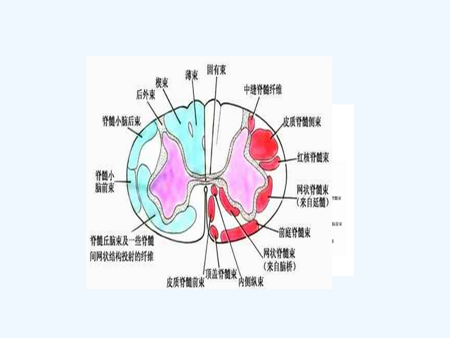 放射沙龙脊髓亚急性联合变性课件.ppt_第2页