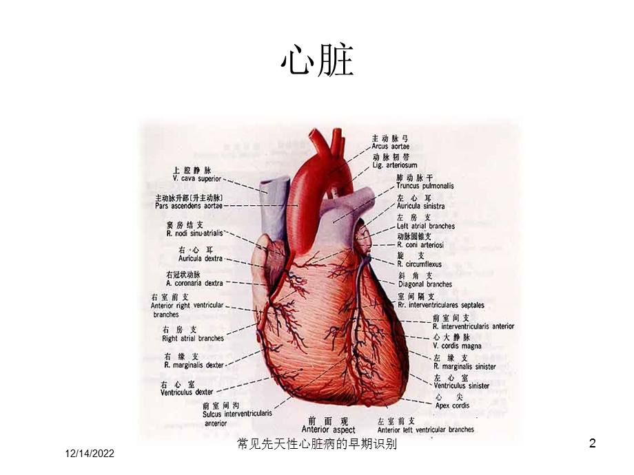 常见先天性心脏病的早期识别课件.ppt_第2页