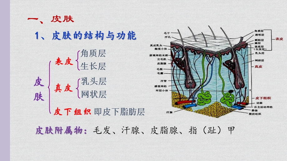 幼儿感觉器官ppt课件.pptx_第3页