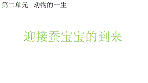 教科版科学三年级下册21迎接蚕宝宝的到来课件.pptx