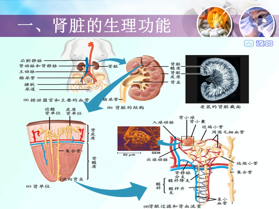 尿液微量蛋白检测和临床意义ppt课件.ppt_第3页