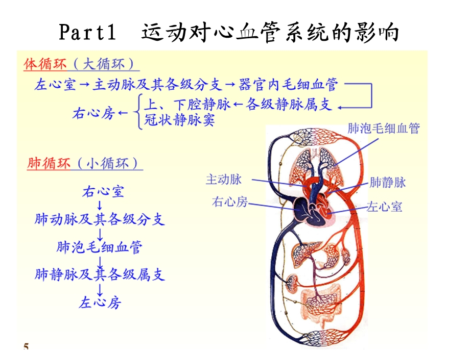 康复医学概论4运动的生理学基础课件.ppt_第2页