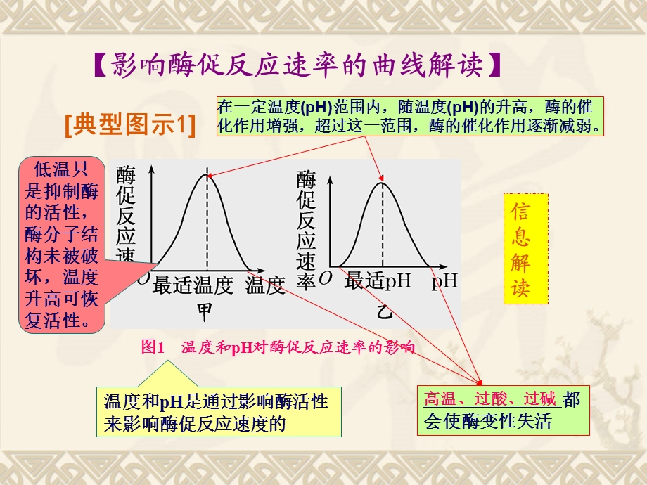 影响酶促反应速率的曲线解读ppt课件.ppt_第2页