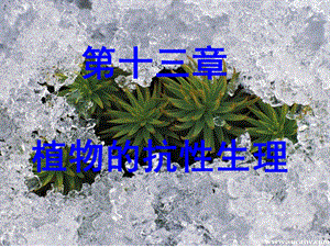 植物生理学课件植物的抗性生理.ppt