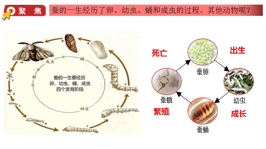 教科版小学科学新版本三年级下册科学28动物的一生(课件).pptx_第2页