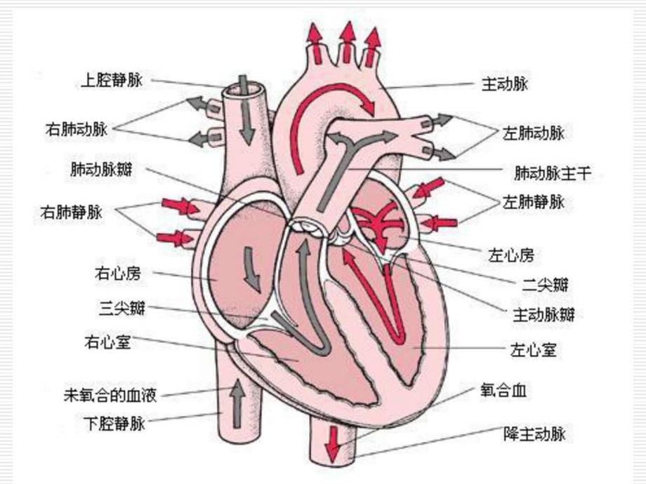 抗慢性心功能不全药课件.pptx_第2页