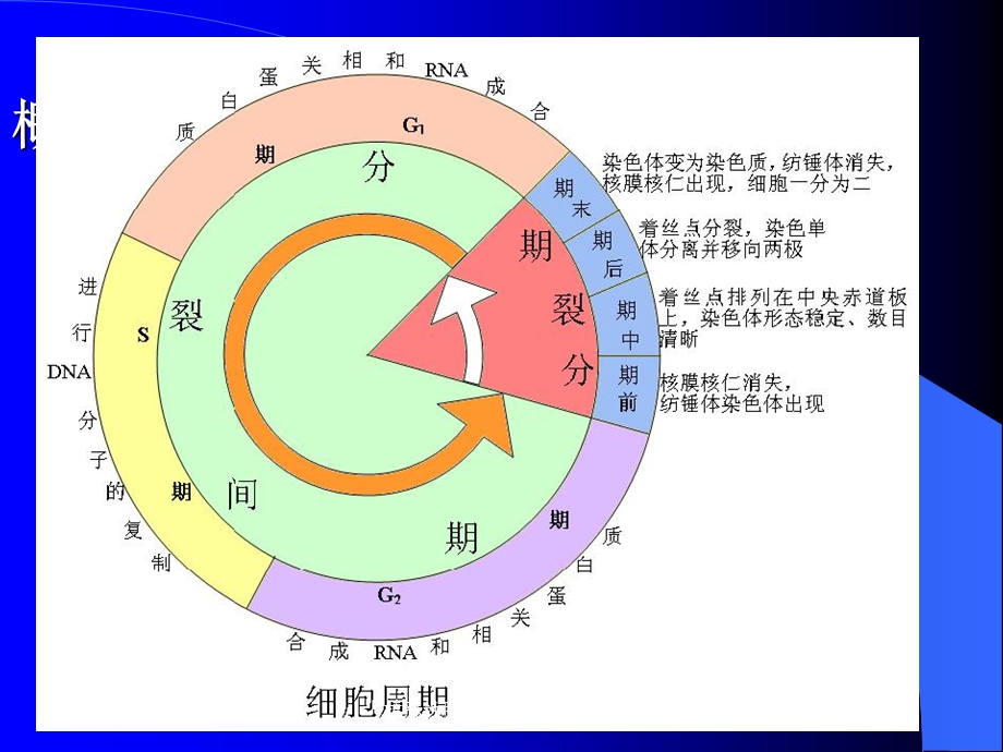 抗恶性肿瘤药物和影响免疫课件.ppt_第2页