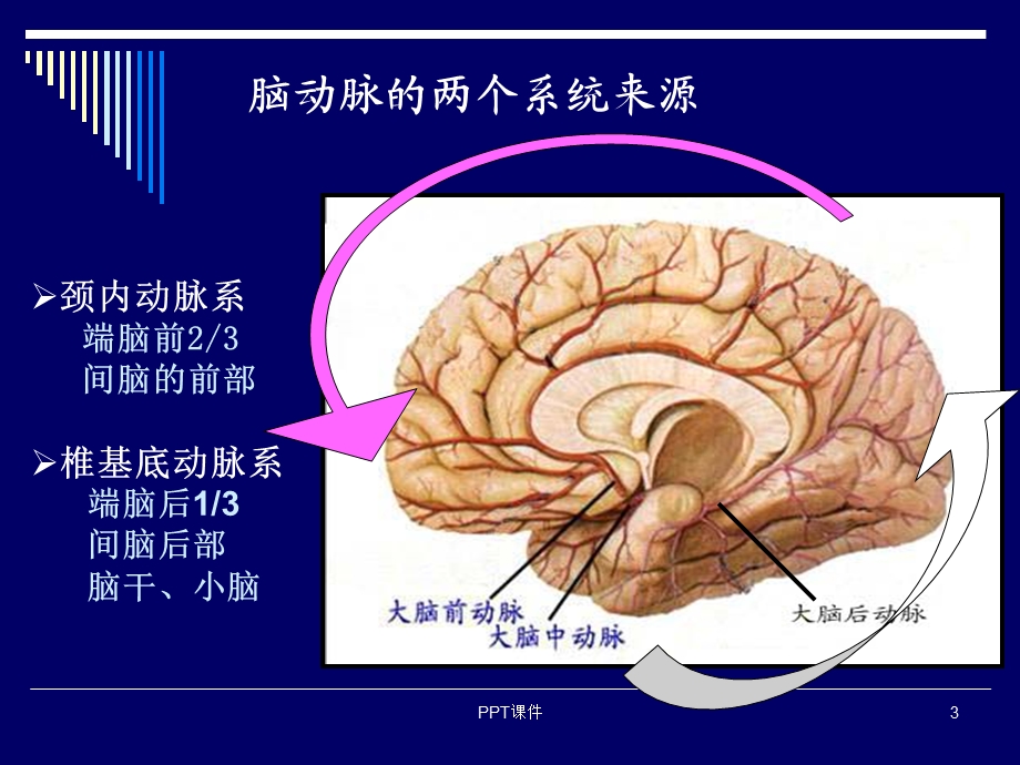 大脑动脉的解剖课件.ppt_第3页