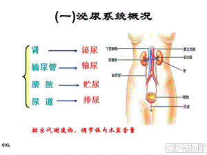 幼儿卫生与保健排泄系统与内分泌系统ppt课件.ppt