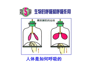 浙教版八年级下册科学：第5节生物的呼吸和呼吸作用课件.ppt