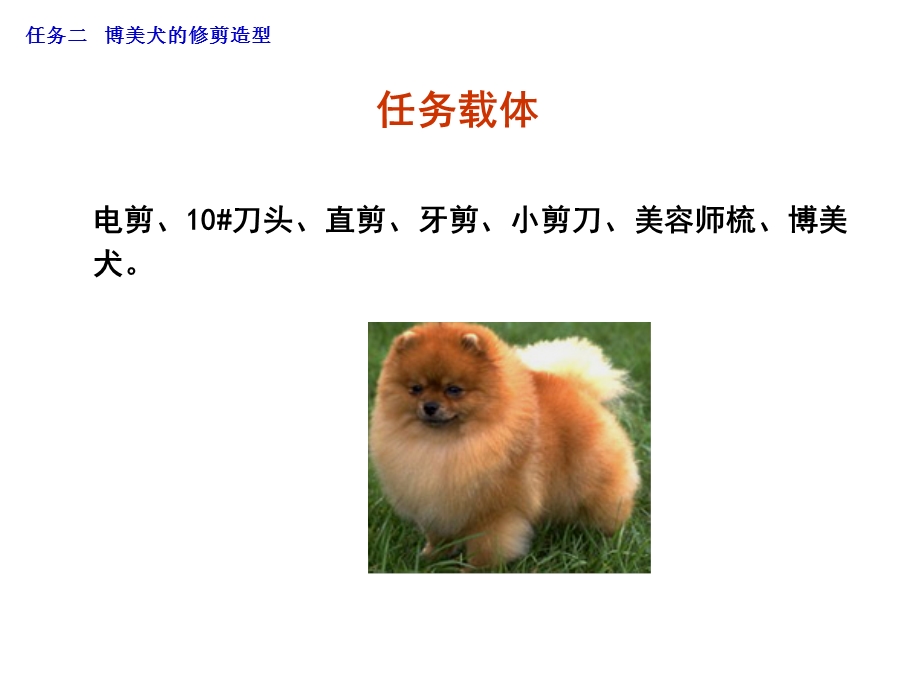 宠物美容与护理2博美犬课件.ppt_第3页