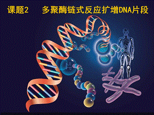 多聚酶链式反应扩增DNA片段课件(新人教版选修1).ppt