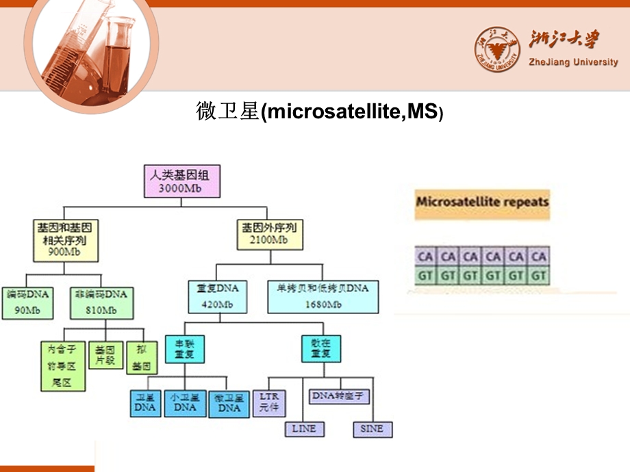 微卫星不稳定与结直肠癌ppt课件.ppt_第3页