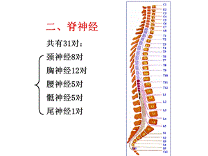 对脊神经走形与支配ppt课件.ppt