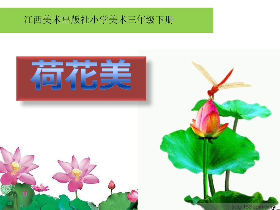 小学美术《荷花美》优质课件.pptx_第2页