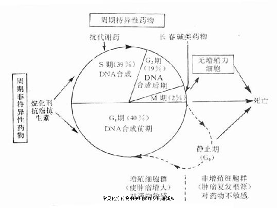 常见化疗药物的使用顺序及机理新版培训课件.ppt_第2页