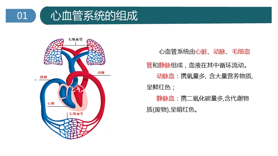 心脏的基本解剖ppt课件.pptx_第1页