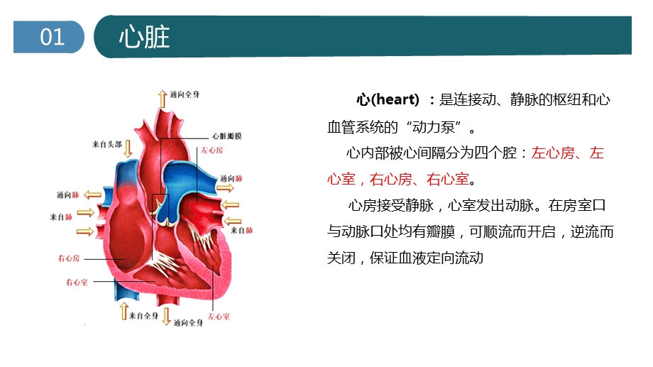 心脏的基本解剖ppt课件.pptx_第2页