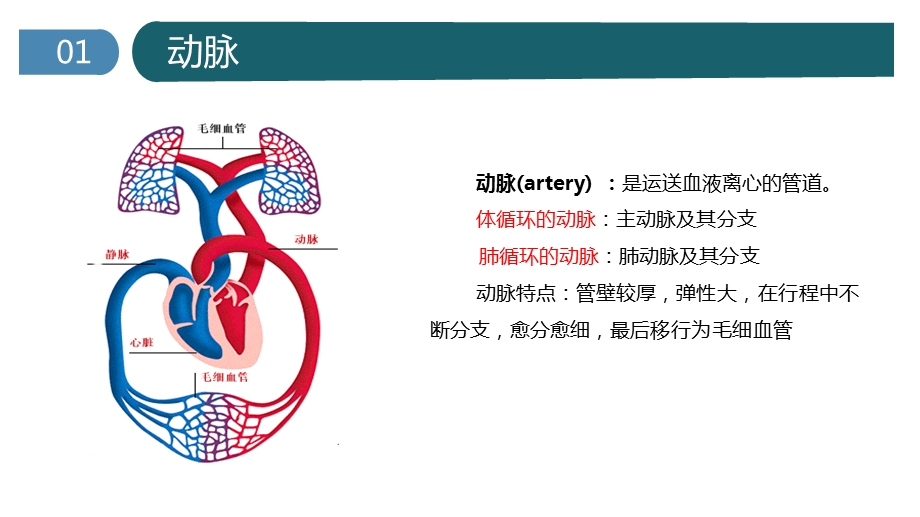 心脏的基本解剖ppt课件.pptx_第3页