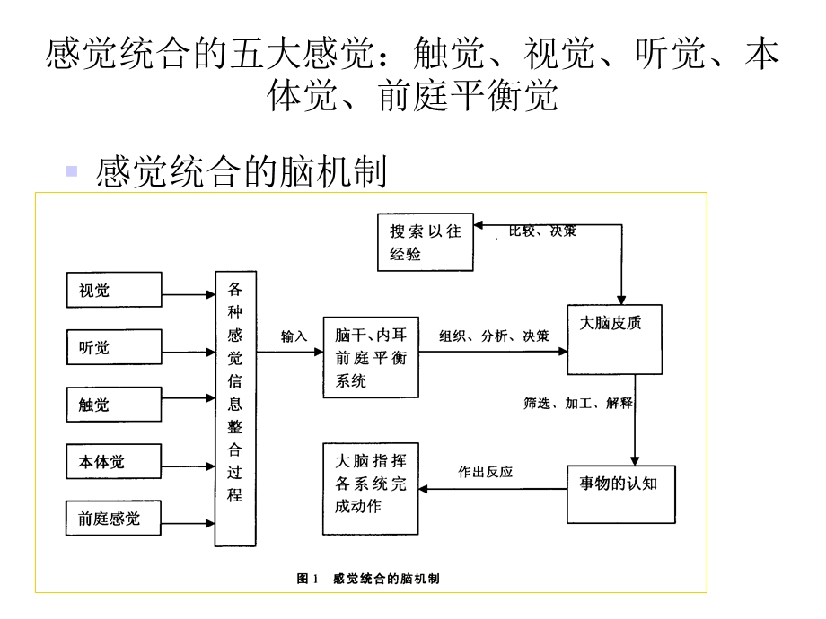 感觉统合理论与实践课件.ppt_第3页