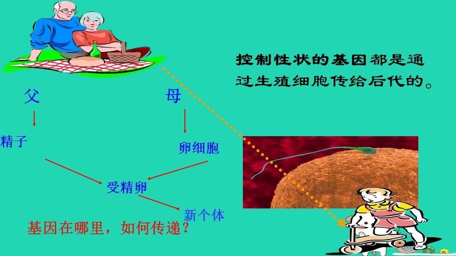 新人教版八年级生物下册22基因在亲子代间的传递课件.ppt_第3页