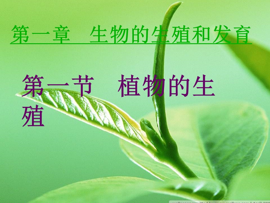 生物：711植物的生殖和发育公开课一等奖课件.ppt_第1页