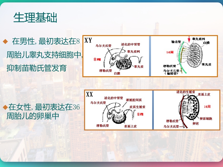 抗苗勒氏管激素生理基础及临床应用课件.pptx_第3页