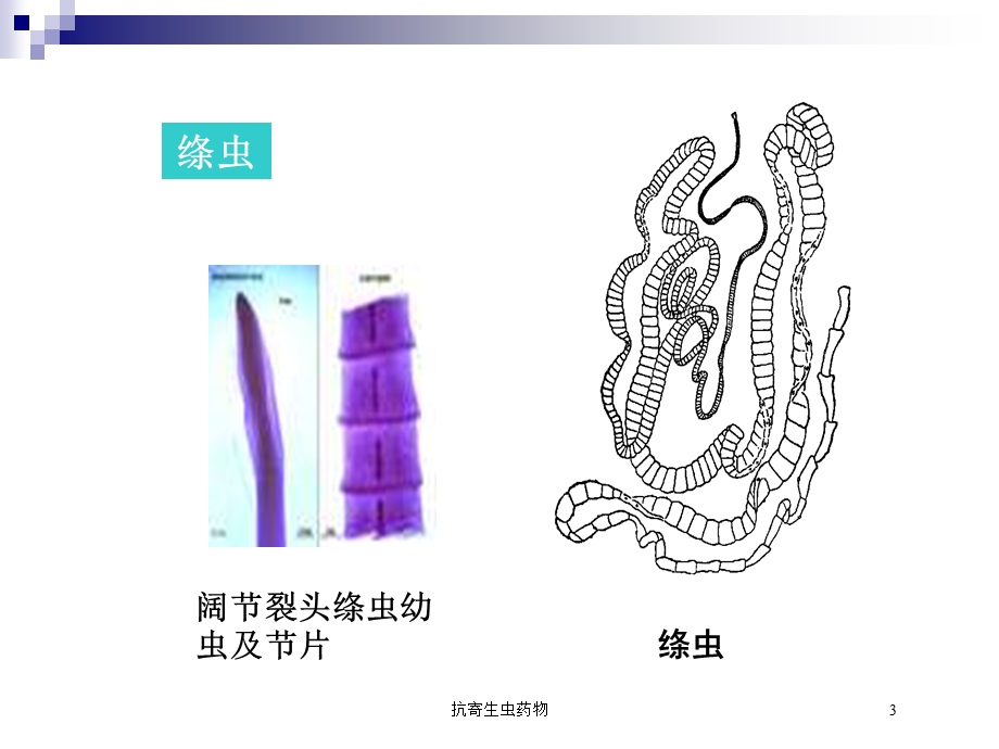 抗寄生虫药物培训课件.ppt_第3页