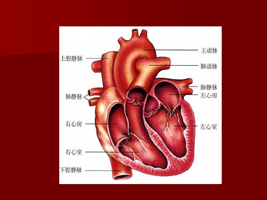 心血管病的护理ppt课件.ppt_第3页