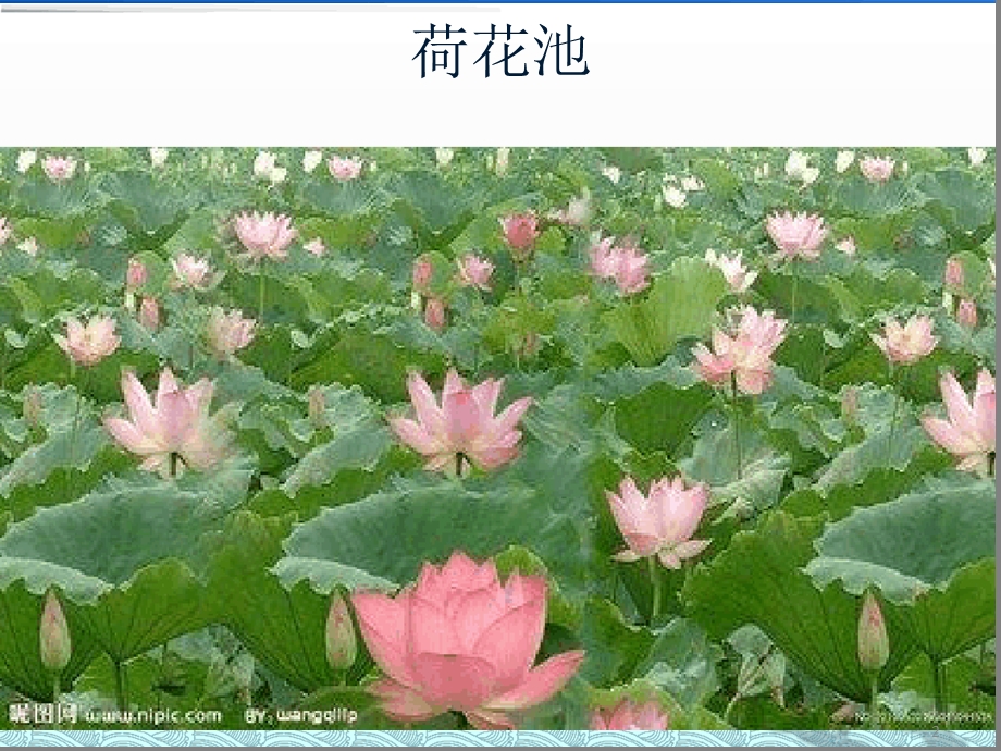 描写荷花作文指导课件.ppt_第2页