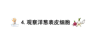 教科版六上《观察洋葱表皮细胞》教学课件.pptx