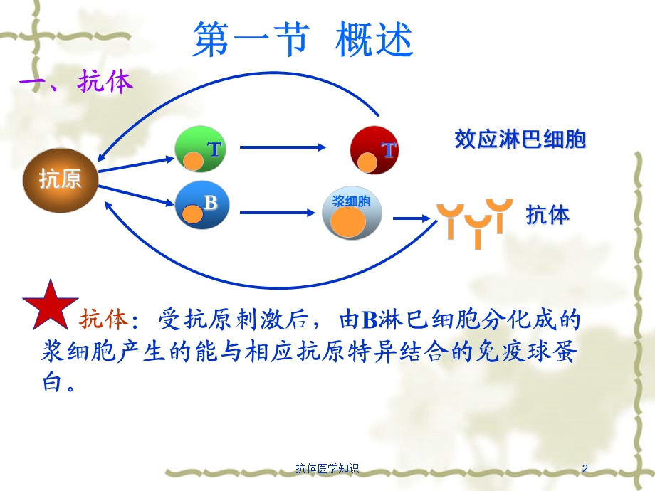 抗体医学知识培训课件.ppt_第2页