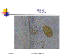 寄生虫虫卵显微镜下图课件.ppt