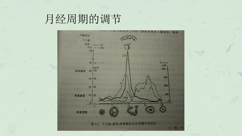 妇产科闭经课件.ppt_第3页