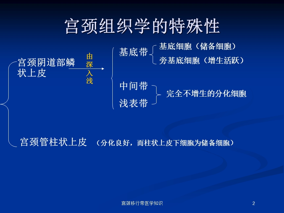 宫颈移行带医学知识培训课件.ppt_第2页