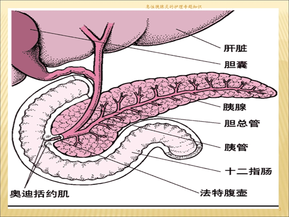 急性胰腺炎的护理专题知识培训课件.ppt_第3页