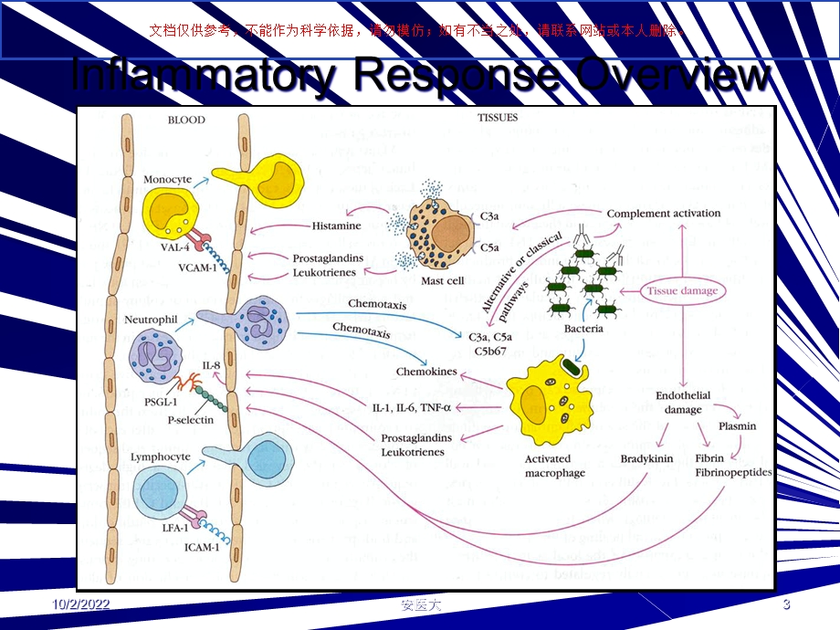 抗炎免疫药物的临床应用课件.ppt_第3页