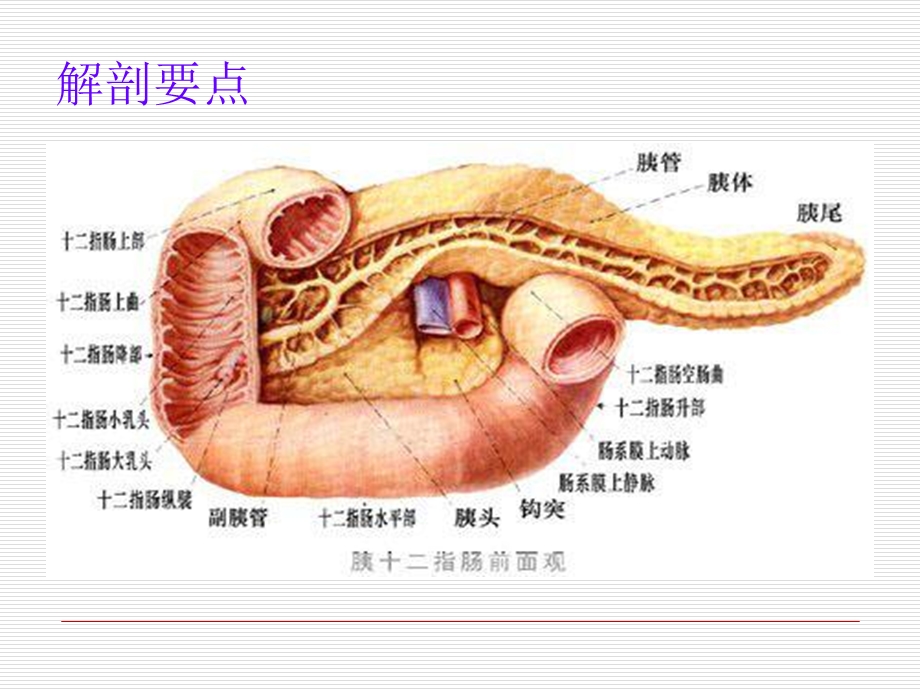 急性胰腺炎护理ppt课件.ppt_第2页