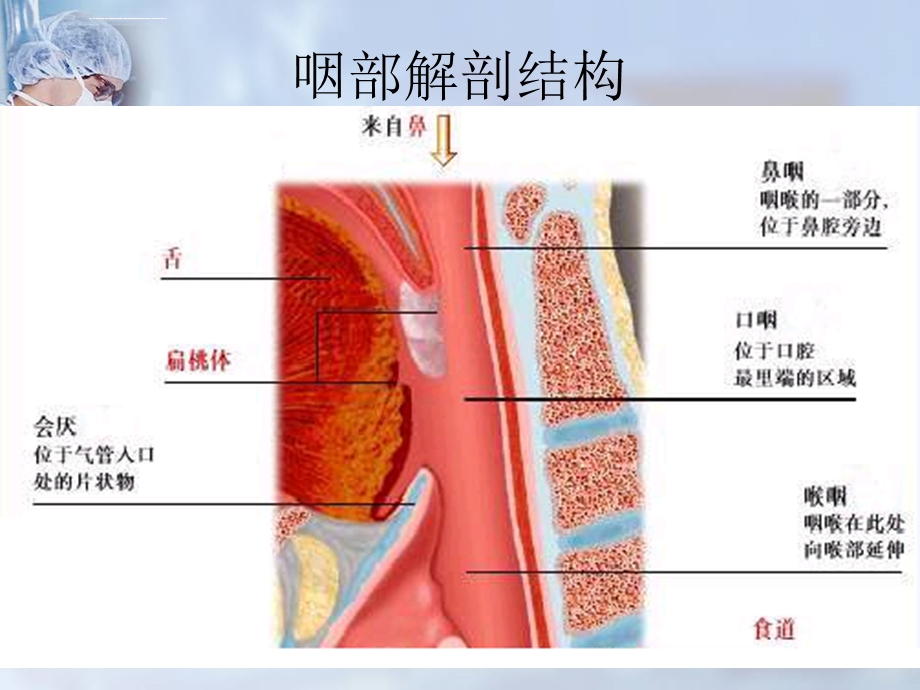 急救培训喉罩应用讲课讲稿ppt课件.ppt_第2页