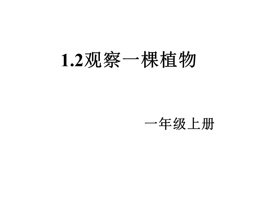 教科版一年级科学上册课件：12观察1棵植物.ppt_第1页