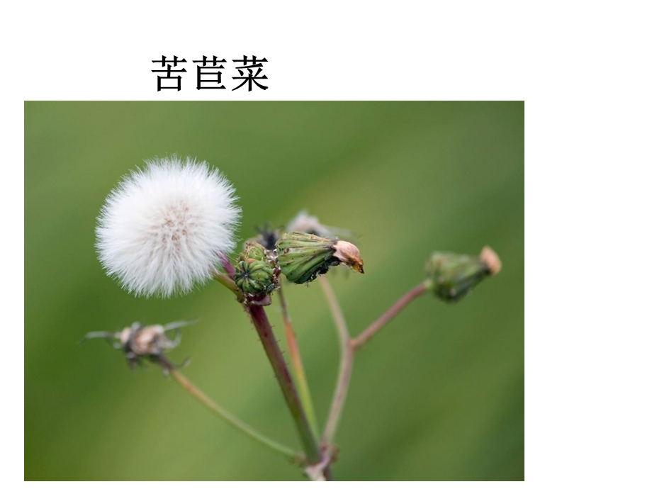 教科版一年级科学上册课件：12观察1棵植物.ppt_第2页