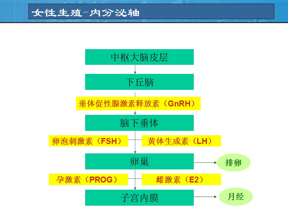 妇科性激素检查(带教)课件.ppt_第3页