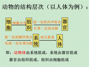 常见的动物ppt课件.ppt