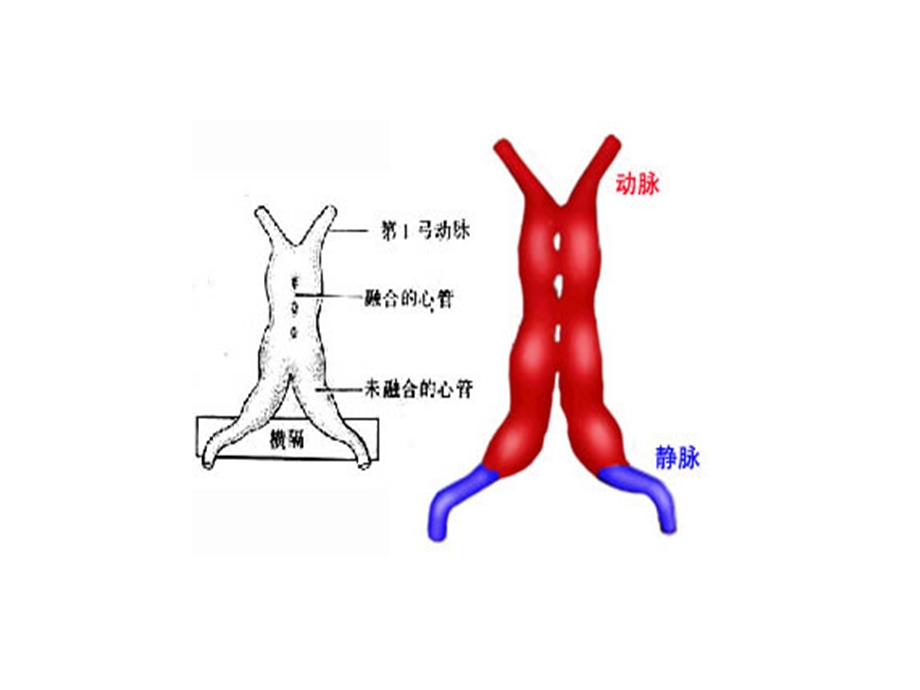 心脏胚胎发育过程ppt课件.ppt_第3页