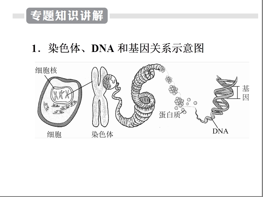 江苏专用2020中考苏科版生物二轮复习专题10生物的遗传和变异(共36张)课件.ppt_第3页