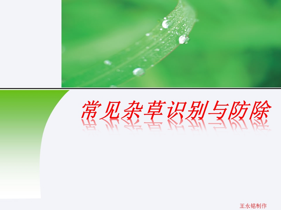 常见杂草识别ppt课件.pptx_第1页