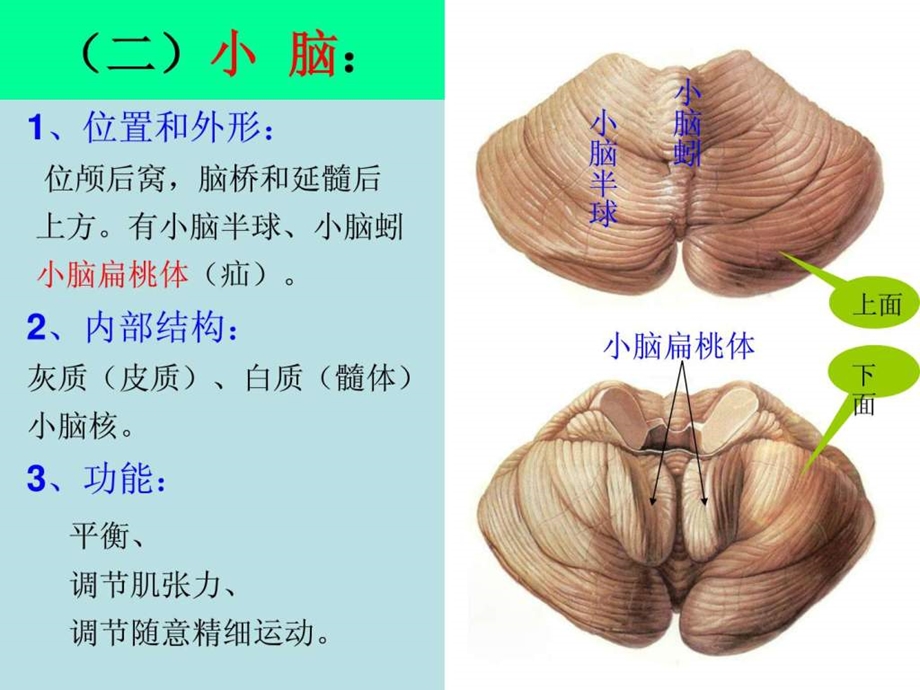 小、间、端脑课件医学.ppt_第3页