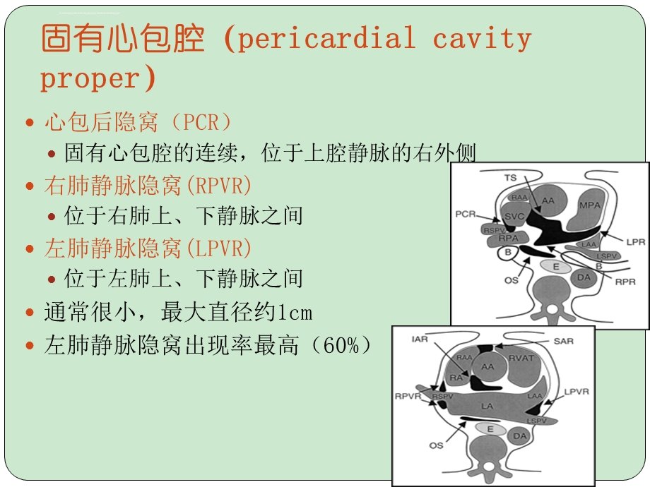 心包隐窝及心包窦ppt课件.ppt_第3页